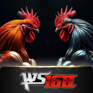 Ws168 Sabung - SPINBET123